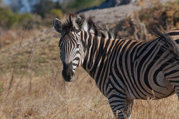 Zebra