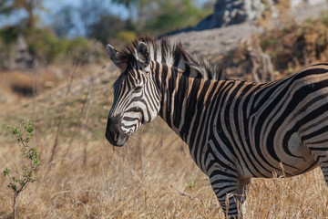 Zebra