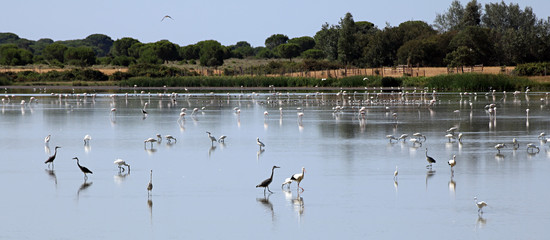 Marisma en Doñana