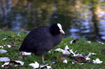 Uccello vicino al fiume