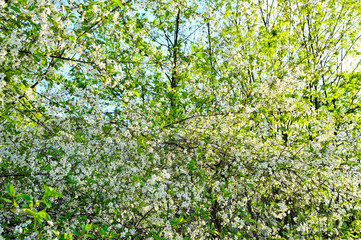 Fototapeta na wymiar Kwiatki i mlode pączki na gałązkach wiosennych drzew.
