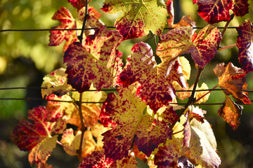 Vigne et vignoble en automne