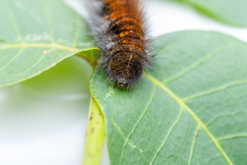 raupe auf blatt