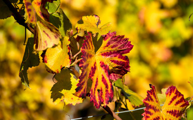 Verfärbte Weinblätter im Herbst im Elsass