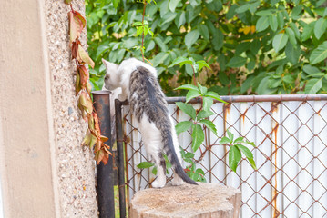 neugierige katze