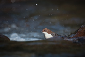 Cincle-plongeur (White-throated Dipper)