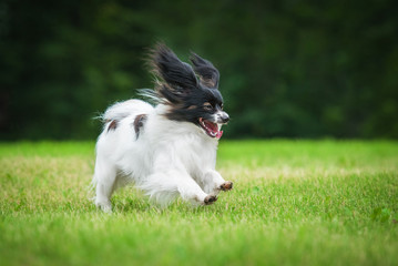 Continental toy spaniel papillon dog playing outdoors in summer