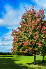 Naklejka premium Autumn landscape