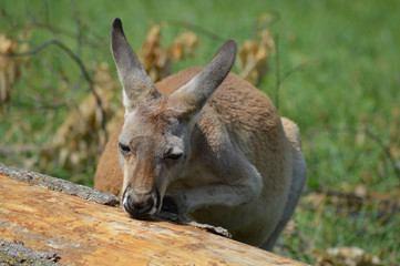 Kangaroo in the outdoors