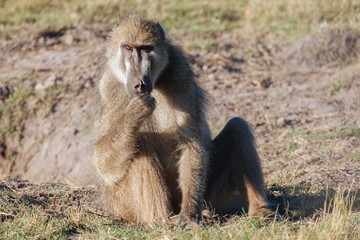 Monkey Baboon
