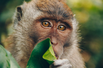 monkey close-up