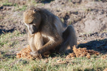 Monkey Baboon