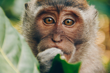 that one cute monkey  - 176752551