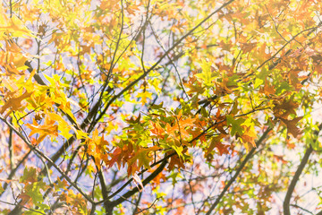 Autumn landscape