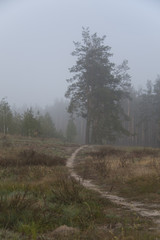 early morning in the forest