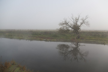 Fototapeta na wymiar tree at the river with reflection