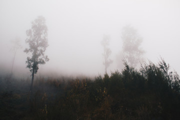 Fototapeta na wymiar foggy noon