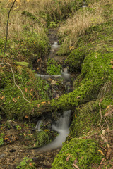 Small forest creek near Roprachtice village