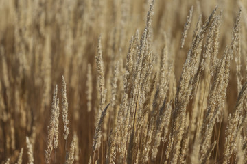 Fototapeta premium Prairie Grasses