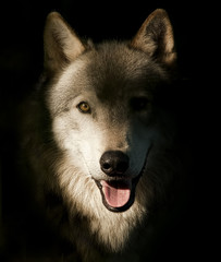 Alpha Female Timber Wolf Portrait - 176753787