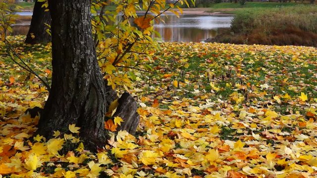 Yellow mapple leaves in park in autumn