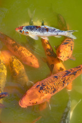 Obraz na płótnie Canvas Koi Fishes at Pond