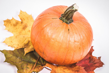 Pumpkin and autumn maple leaves on a white background