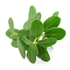 leaves cranberries, vaccinium vitis-idaea, clipping path, isolated on white background, full depth of field, high quality