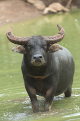 water buffalo in water lake
