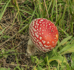 Amanita muscaria mushroom in green grass