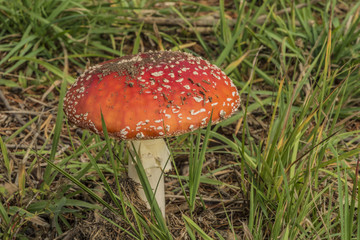 Amanita muscaria mushroom in green grass