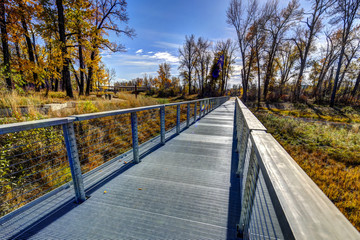 Forest walkway in the fall