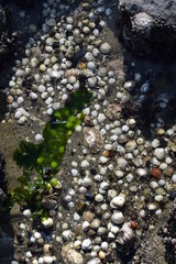 Shells on the beach in the netherlands