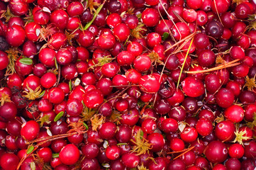 Cranberry mors © vikitora_sap