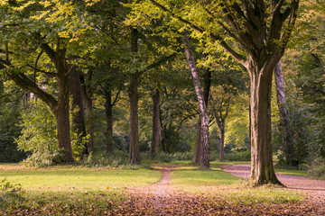 Naklejka premium Park im Herbst