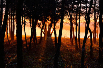 Las nad jeziorem w mglisty poranek pod słońce. - obrazy, fototapety, plakaty
