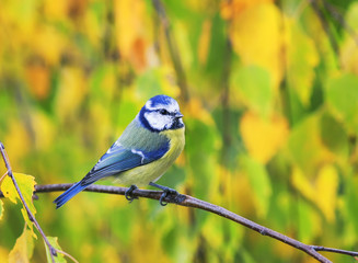 Obraz premium portrait of a beautiful little blue tit sitting on a branch among bright yellow autumn leaves