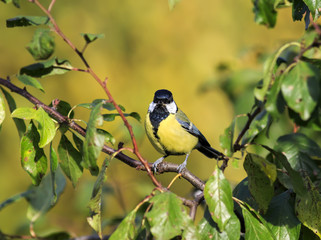 cute little blue tit sitting on a branch among the foliage in the Park