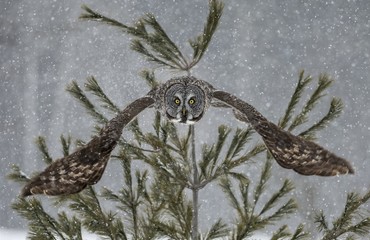 Great Grey Owl In Snow - 176755908