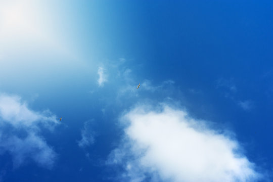 white seagull on blue sky background