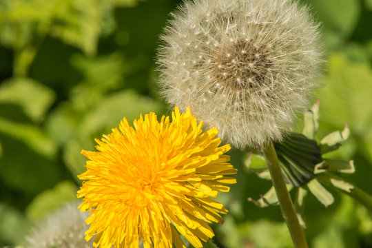 two dandelions close-up blooming and with seeds