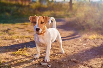 Portrait of Jack Russell Terrier. puppy dog on autumn alley