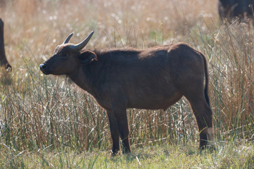 African Buffalo Cape buffalo
