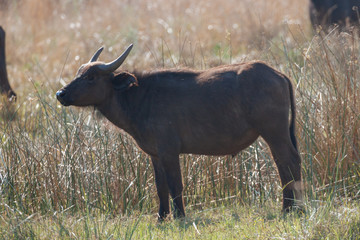 Naklejka na ściany i meble African Buffalo Cape buffalo