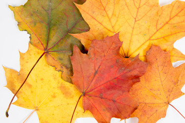 Naklejka na ściany i meble Autumn maple leaves on a white background