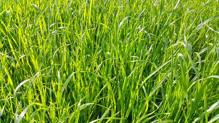 Fresh green high grass close-up