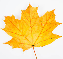 Autumn maple leaf on a white background