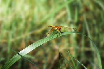 an insect of a dragonfly on a blade of grass