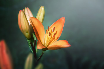 Fototapeta premium lily flowers in the garden