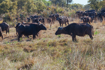 African Buffalo Cape buffalo